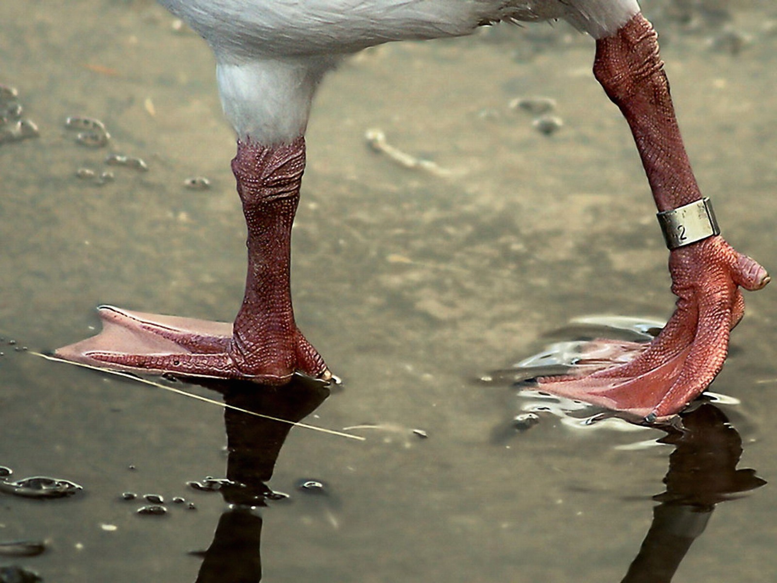 Гадание на гусиной лапе. Лапы водоплавающих птиц. Ноги лебедя. Ноги утки. Ноги гуся.